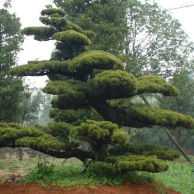 Саджанець сосни червона китайська "Pinus Tabuliformis" 1606335621 фото