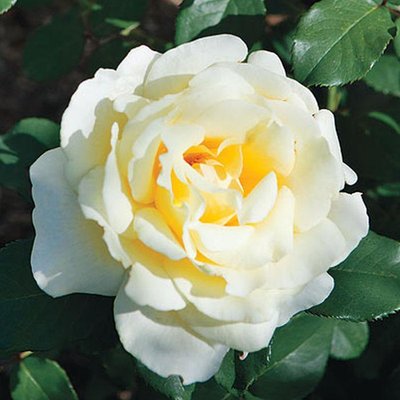 Саджанець троянди чайно-гібридної (садової) Еліна (Elina)(закритий корінь) 1606333361 фото