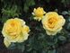 Саджанець троянди Поульсен Marseliesborg (Марселісборг)(закритий корінь) 1606333665 фото 1