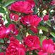 Саджанець троянди Ропару Fairy Queen (Королева феї)(закритий корінь) 1606333511 фото 1
