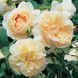 Саджанець англійської троянди Личфилд Енджел (Lichfield Angel)(закритий корінь) 1606333411 фото 1
