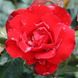 Саджанець плетистої троянди Груссе Ан Байерн (Gruss an Bayern)(закритий корінь) 1606333461 фото 1