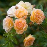 Саджанець троянди Ропару Ghislaine de Feligonde (Гіслайн де Фелігонде)(закритий корінь) 1606333512 фото