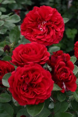 Саджанець троянди Поульсен Nadia Renaissance (Надя Ренесанс)(закритий корінь) 1606333666 фото