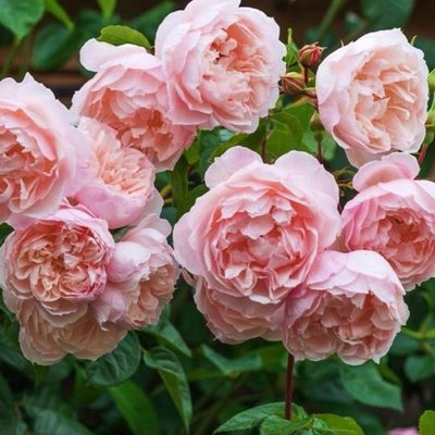 Саджанець плетистої троянди Дженероуз Гарденер (Generous Gardener)(закритий корінь) 1606333462 фото