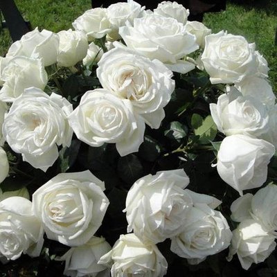 Саджанець англійської троянди Ломоносов (Pierre Arditi)(закритий корінь) 1606333412 фото