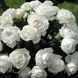 Саджанець англійської троянди Ломоносов (Pierre Arditi)(закритий корінь) 1606333412 фото 1