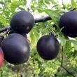 Саджанець абрикосу "Чорний Принц" (літній сорт, середній термін дозрівання)