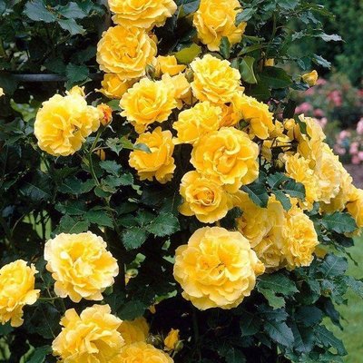 Саджанець троянди Ропару Golden Showers (Золоті дощі)(закритий корінь) 1606333513 фото