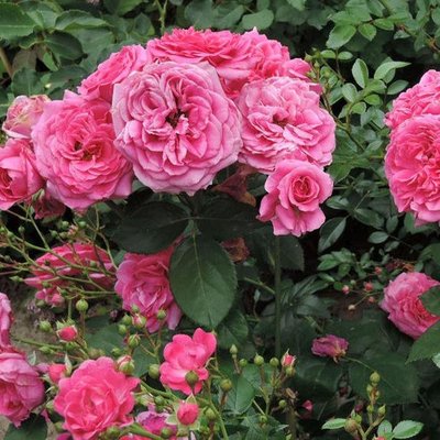 Саджанець англійської троянди Ля Рош Гийон (La Roche Guyon)(закритий корінь) 1606333413 фото
