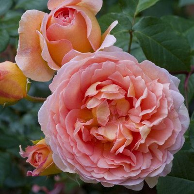 Саджанець англійської троянди Абрахам Дербі (Abraham Darby)(закритий корінь) 1606333363 фото