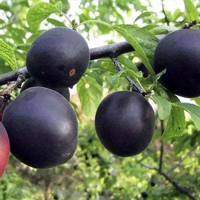 Саджанець абрикосу "Чорний Принц" (літній сорт, середній термін дозрівання) 1606334834 фото