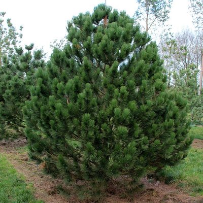 Саджанець сосни "Гельдрейха" (Pinus Leucodermis) 1606335623 фото