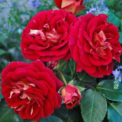 Саджанець плетистої троянди Ді Зеенсверте (Die Sehenswerte)(закритий корінь) 1606333463 фото