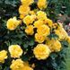 Саджанець троянди Ропару Golden Showers (Золоті дощі)(закритий корінь) 1606333513 фото 1
