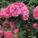 Саджанець англійської троянди Ля Рош Гийон (La Roche Guyon)(закритий корінь) 1606333413 фото 1