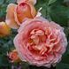 Саджанець англійської троянди Абрахам Дербі (Abraham Darby)(закритий корінь) 1606333363 фото 1