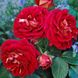Саджанець плетистої троянди Ді Зеенсверте (Die Sehenswerte)(закритий корінь) 1606333463 фото 1