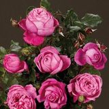 Саджанець троянди Поульсен Natalie (Наталі)(закритий корінь) 1606333668 фото