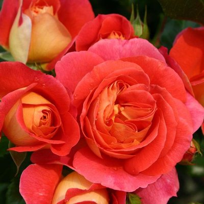 Саджанець англійської троянди Брати Грімм (Gebruder Grimm)(закритий корінь) 1606333364 фото