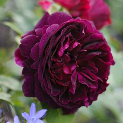 Саджанець англійської троянди Мунстед Вуд (Munstead Wood)(закритий корінь) 1606333414 фото
