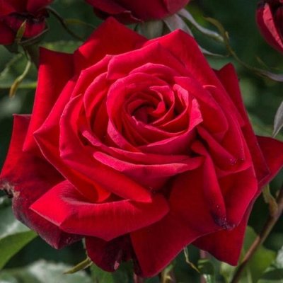 Саджанець плетистої троянди Дуфтзаубер (Duftzauber)(закритий корінь) 1606333464 фото