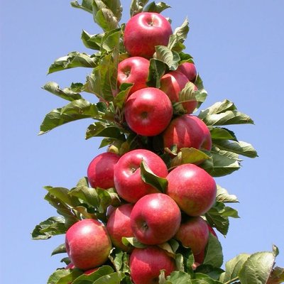 Саджанець колоновидної яблуні " Арбат" (середній термін дозрівання) 00042 фото