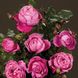 Саджанець троянди Поульсен Natalie (Наталі)(закритий корінь) 1606333668 фото 1