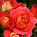 Саджанець англійської троянди Брати Грімм (Gebruder Grimm)(закритий корінь) 1606333364 фото 1
