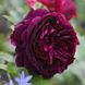 Саджанець англійської троянди Мунстед Вуд (Munstead Wood)(закритий корінь) 1606333414 фото 1