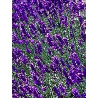 Лаванда Лазурная 63215 купить в Украине | Flora shop