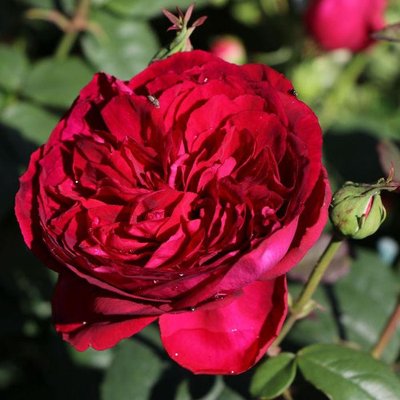 Саджанець троянди Тантау Gospel (Євангеліє)(закритий корінь) 1606333610 фото