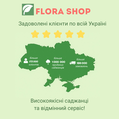 Вишня дерево-сад &laquo;Дрогана Желтая + Чудо-вишня&raquo; 0001474 фото