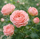 Роза спрей "Розовый Бомбастик" (Pink Bombastic) 077009 фото 1