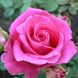 Саджанець троянди чайно-гібридної (садової) Топаз (Topaz)(закритий корінь) 1606333356 фото 1