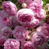 Саджанець плетистої троянди Жасміна (Jasmina)(закритий корінь) 1606333465 фото