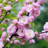 Сакура — купить Декоративные растения в интернет-магазине Flora shop