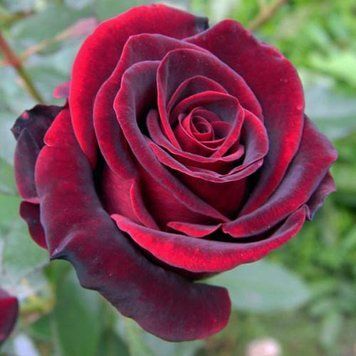 Роза Черный Принц (Rosa Black Prince) 10000103 фото