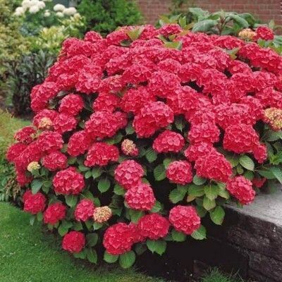 Гортензия великолиста "Red Sensation" (однорічна в горщику) 00079897 фото
