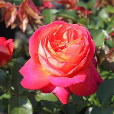 Саджанець троянди Тантау Midsummer (Посеред літа)(закритий корінь) 1606333620 фото