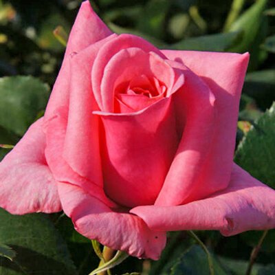 Саджанець троянди чайно-гібридної (садової) Каріна (закритий корінь) 0000000060 фото