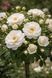 Троянда штамбова Kastelruther Spatzen 220006 фото 1