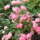 Саджанець плетистої троянди Зоммервінд (Sommerwind)(закритий корінь) 1606333466 фото 1