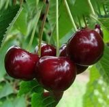 Вишня "Афродіта" (літній сорт, середній термін дозрівання) 33263 фото
