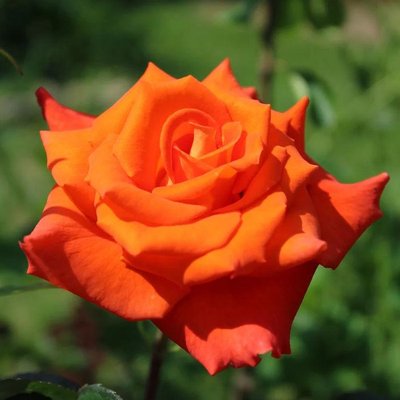 Саджанець троянди Тантау Monica (Моніка)(закритий корінь) 1606333621 фото