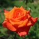 Саджанець троянди Тантау Monica (Моніка)(закритий корінь) 1606333621 фото 1
