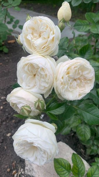 Троянда Вувузела Вайт (Vuvuzela White) 00249 фото