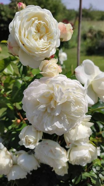 Троянда Вувузела Вайт (Vuvuzela White) 00249 фото
