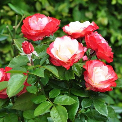 Саджанець троянди Тантау Nostalgie (Ностальгія)(закритий корінь) 1606333622 фото