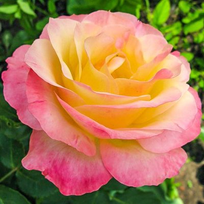 Саджанець троянди чайно-гібридної (садової) Глорія Дей (закритий корінь) 0000000062 фото